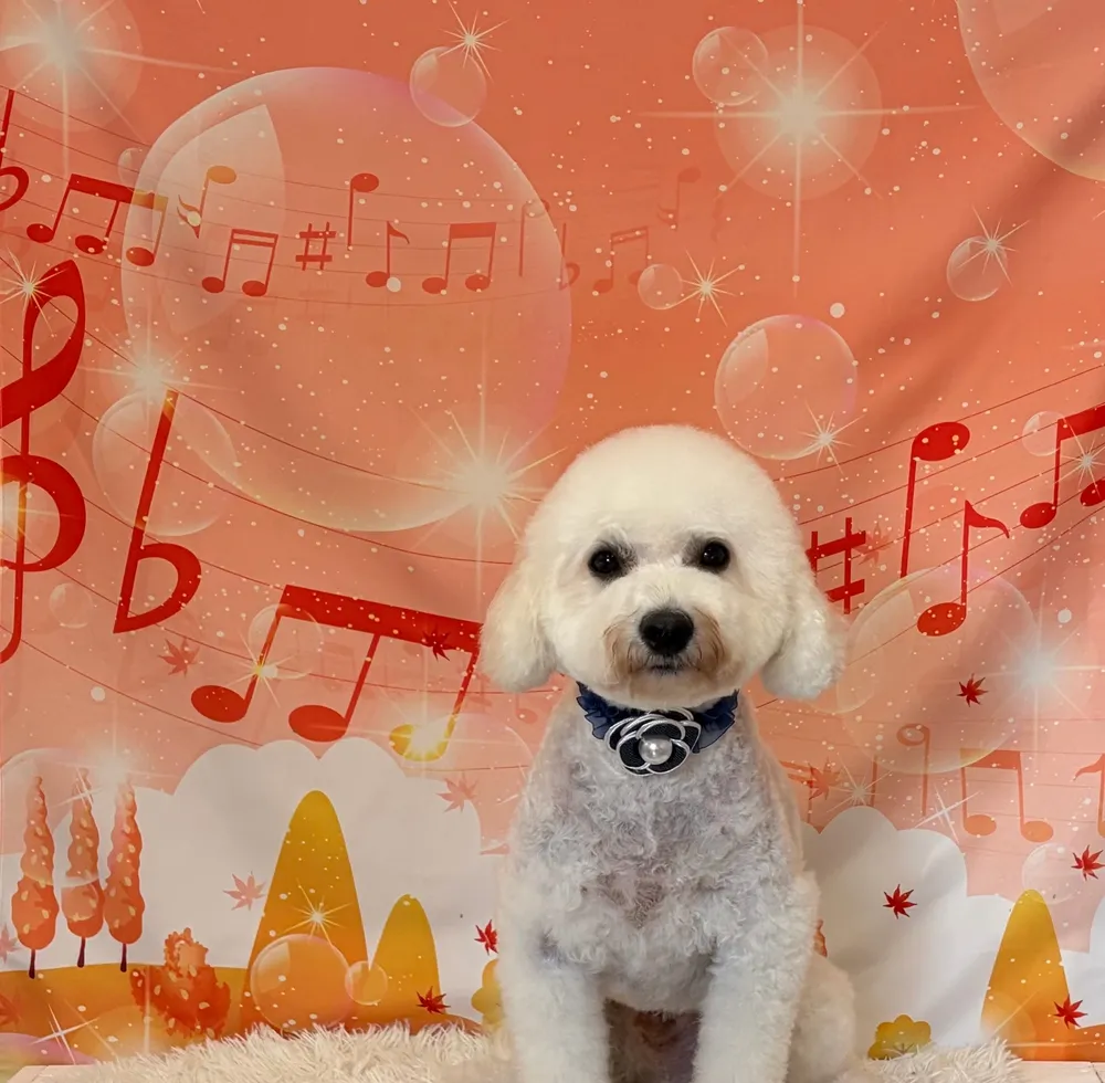 紺のお花の首輪をつけて、ピンクとオレンジの音符の背景の前でポーズをとる白いトイプードル