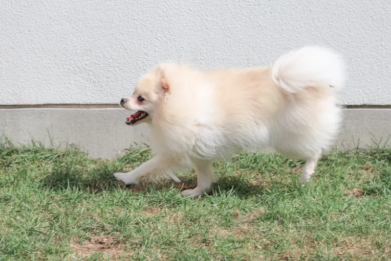 お庭を走るポメラニアン