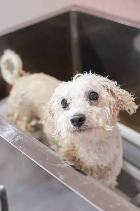 洗い場で濡れた白いわんちゃん