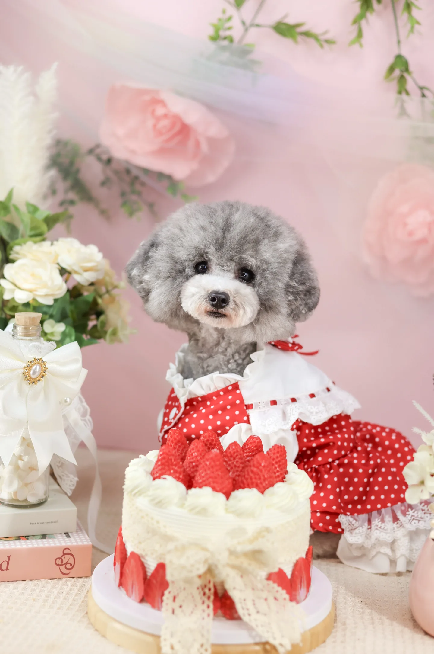 赤い水玉のお洋服を着たグレーのトイプードル。いちごのケーキと一緒に、ピンクのお花の背景で撮影した記念写真
